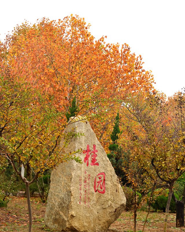 青岛农业大学桂园