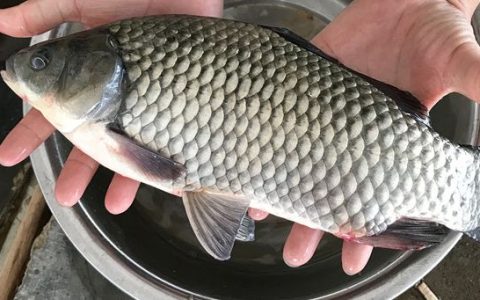 鲫鱼主养模式，选好品种合理搭配鳙、鲢、草，密度、投料要科学