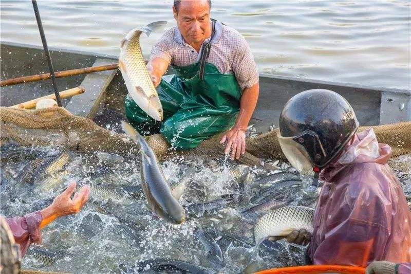 草鱼