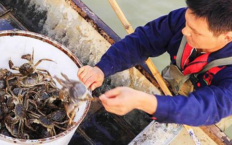 江苏洪泽湖：大做水文章，特色水产养殖，洪泽湖大闸蟹行销海外，拓宽富民路