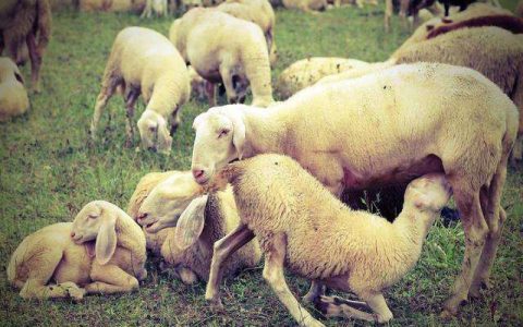 母羊繁殖率提高四措施，一胎多羔羊多多