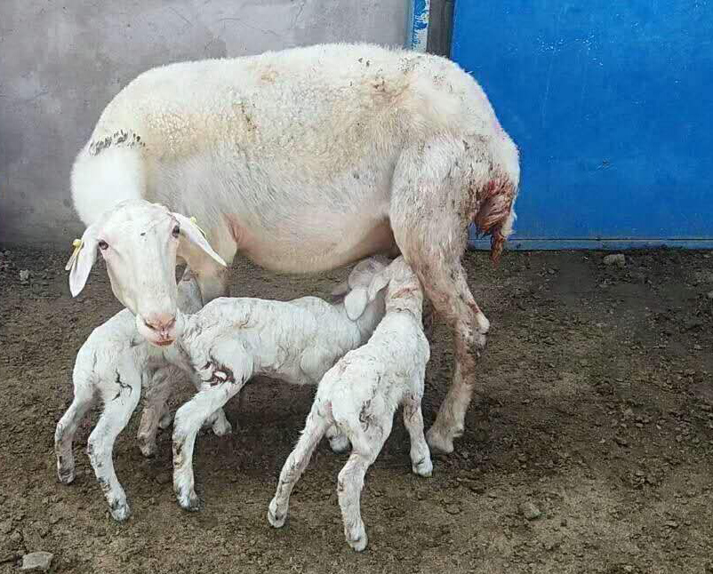 母羊繁育