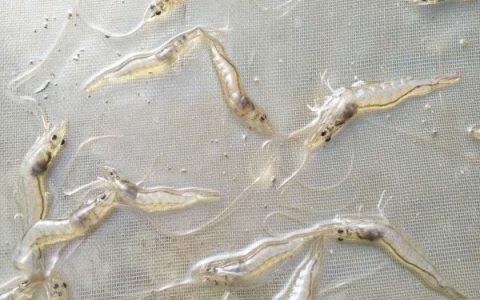 冬棚养虾寒潮应激，水变、亚硝高、水分层，附案例
