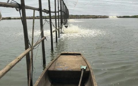 对虾冬棚养殖技术五要点，底照改、水照肥、毒照消