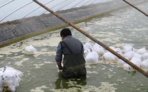 对虾养殖放苗后大量死亡原因试分析总结