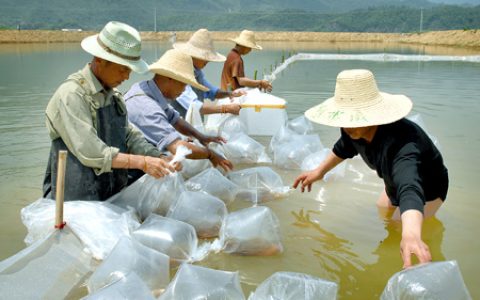 虾塘溶氧对对虾生长的影响，前后期溶氧调控