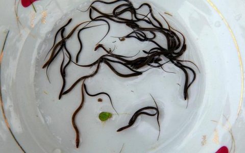 黄鳝雄化育苗，把握时间节点，适时雄化、加速育肥效益高