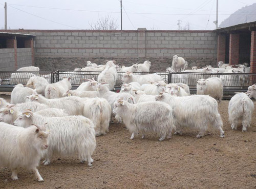 新疆绒山羊