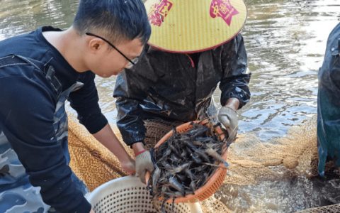罗非鱼混养罗氏沼虾，200斤/亩罗氏沼虾，增加收入4000+！