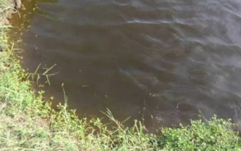 甲藻酱油水养虾的危害和防治