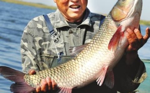 青鱼主养，混养其它鱼种模式，加强巡塘，勤改底