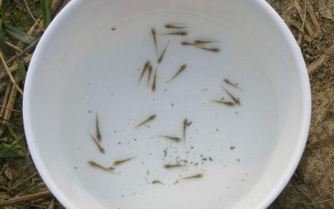 鳅苗质量鉴别和引种苗场评定，泥鳅养殖引苗不套路