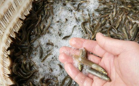 泥鳅养殖从放苗到日常管理，春夏之交稳水、稳饲料