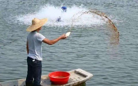 鱼塘肥水肥不起原因分析，不妨考虑下先解毒