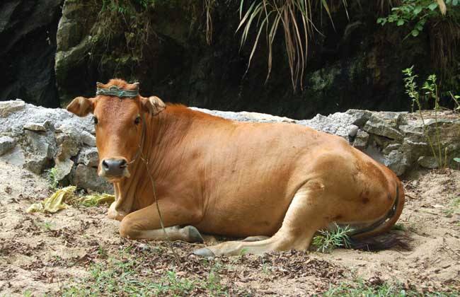 滇中牛，云贵育肥肉牛良种