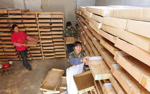 酒糟养殖黄粉虫，低成本、易操作，配合果蔬缩短周期