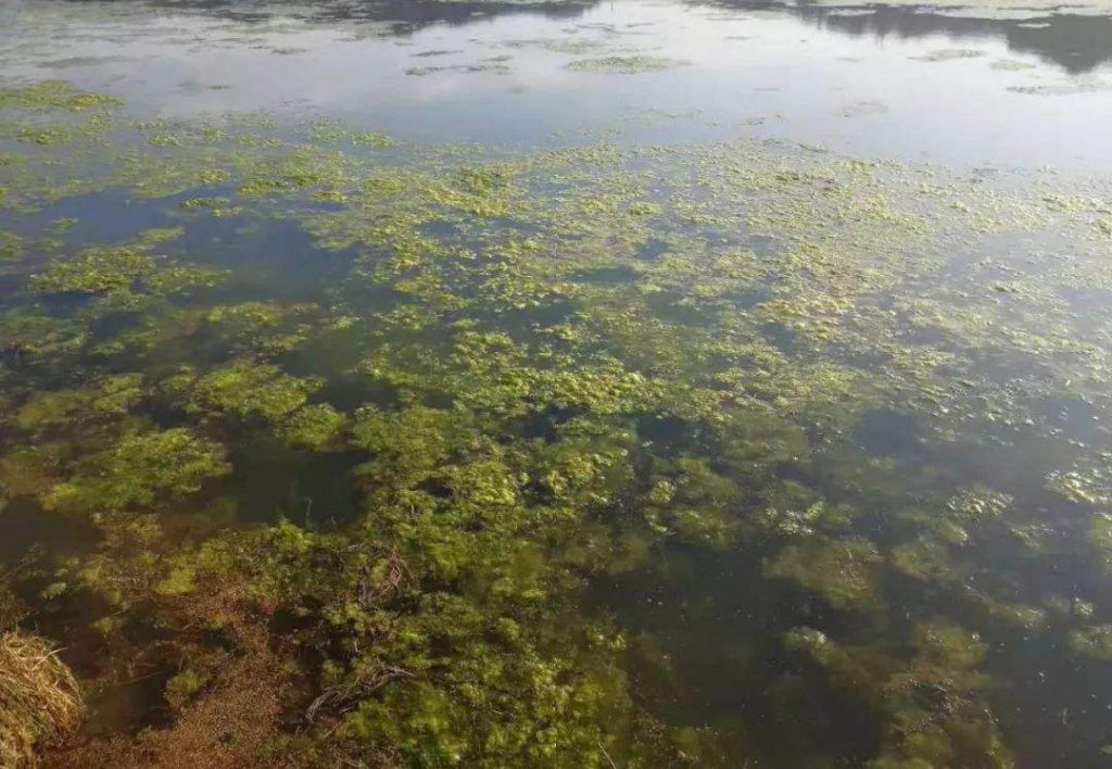 虾塘青苔滋生