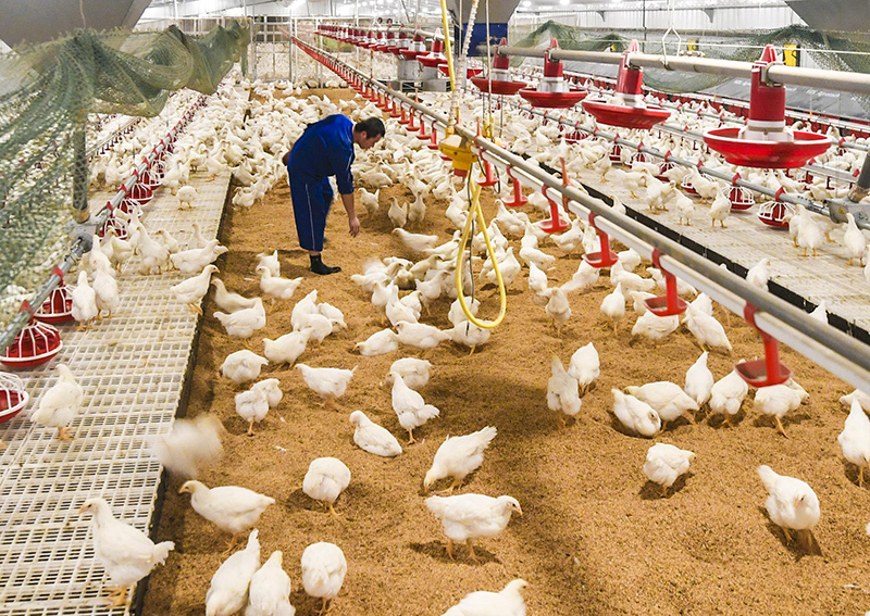 肉鸡规模养殖场，采用发酵床，密度相对较低。