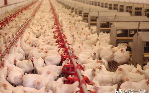 肉鸡正确投药少浪费、降成本，饮水、饲料各不同