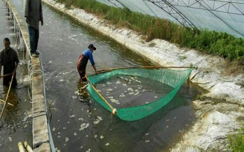 对虾冬棚标苗过塘前中后，抗应激是关键