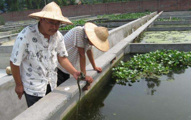 水泥池繁育黄鳝