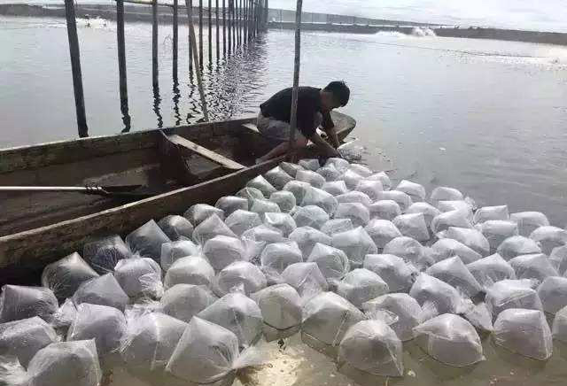 对虾放苗