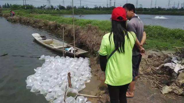 对虾放苗注意五事项