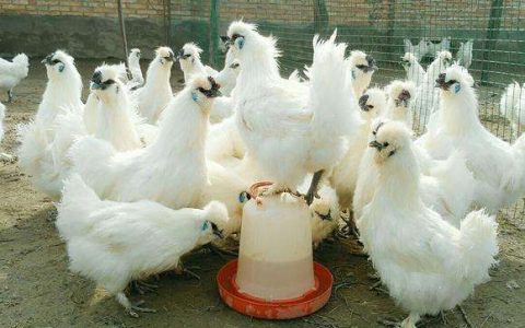 泰和乌鸡养殖日常管理、疫病防治，上过太空的乌鸡