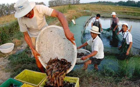 泥鳅养殖生态模式、稻田套养+捕捞，高效降成本