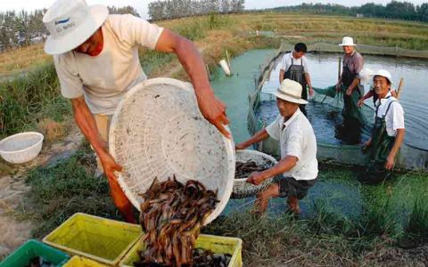 泥鳅规模化养殖，从鳅塘、鳅苗，到消毒、水质管理