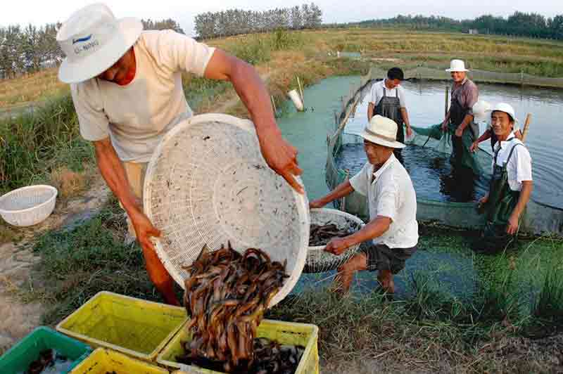 泥鳅规模化养殖