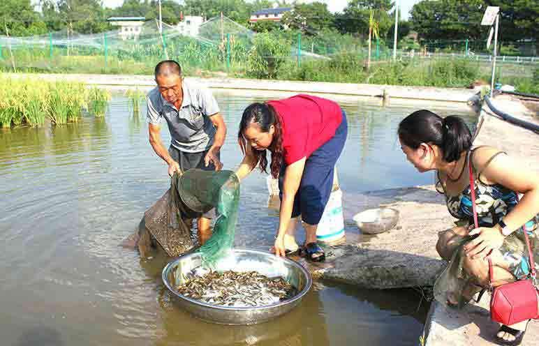 泥鳅规模化养殖