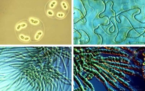 水产养殖用微生物制剂分类和施用，生物净化氨氮、亚硝、硫化氢