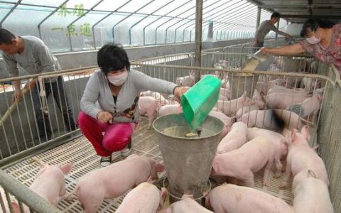 预计4月中旬或将迎来年后二次育肥集中大规模出栏