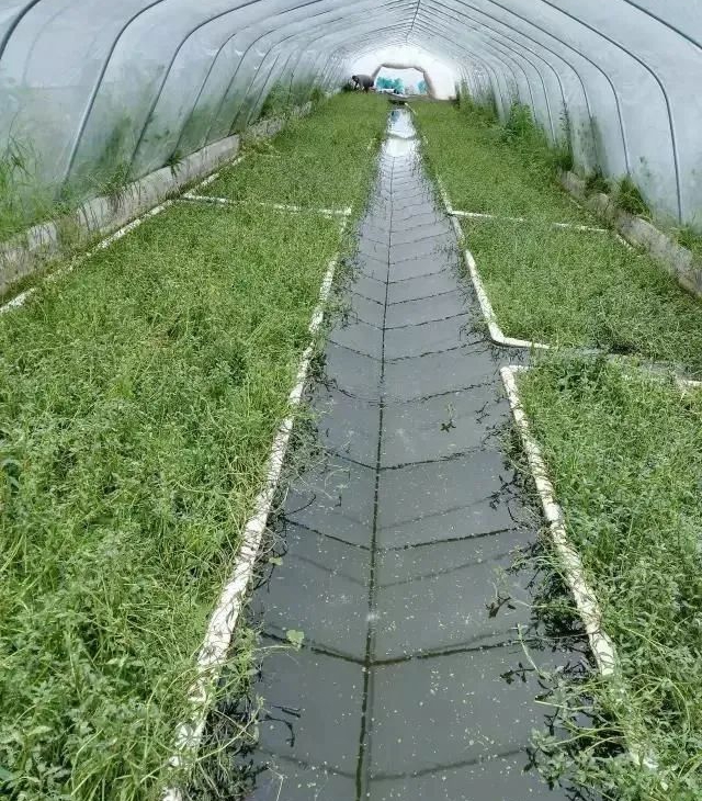 黄鳝越冬