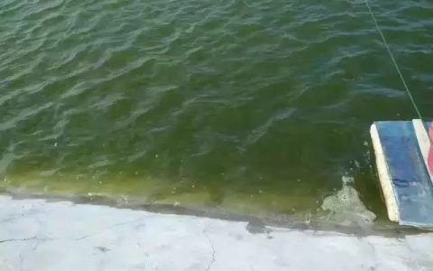 对虾养殖肥水原则，绿色水＞褐色水，有机肥结合无机肥