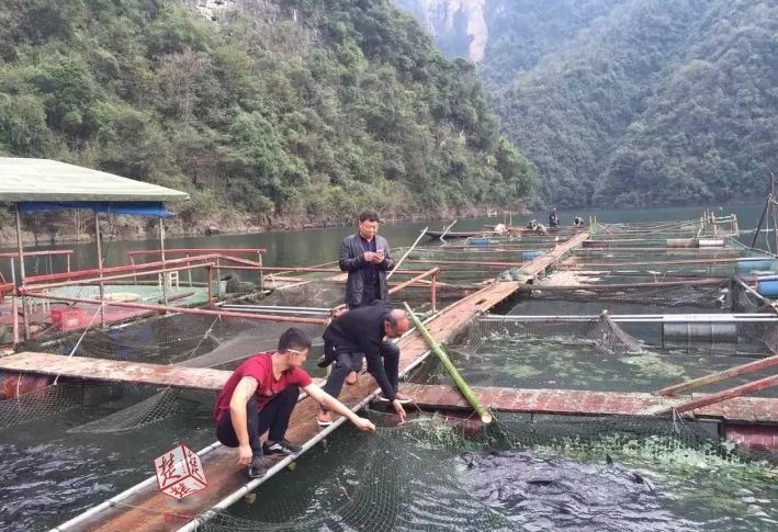 鮰鱼网箱养殖