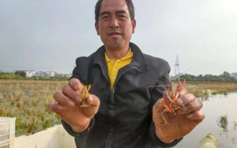 广西武林镇新贤村稻虾种养，首批培育虾苗换塘，村域生态经济模式促乡村经济发展
