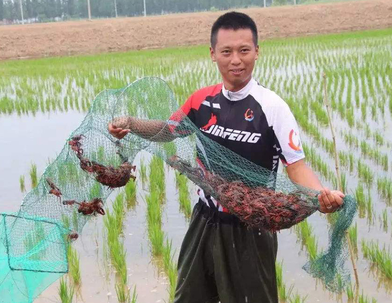 稻田养殖小龙虾