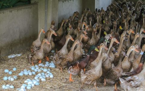 蛋鸭开产五要点，日日有蛋强过鸡，增蛋+催肥