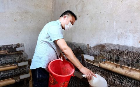 鹧鸪滋补开胃潜力巨大，日常饲养五类饲料注意脱毒和喂量