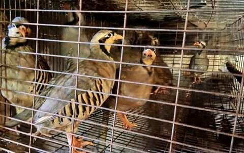 【鹧鸪养殖】鹧鸪常见三类疾病预防：疫苗+药物+勤巡舍、勤观察