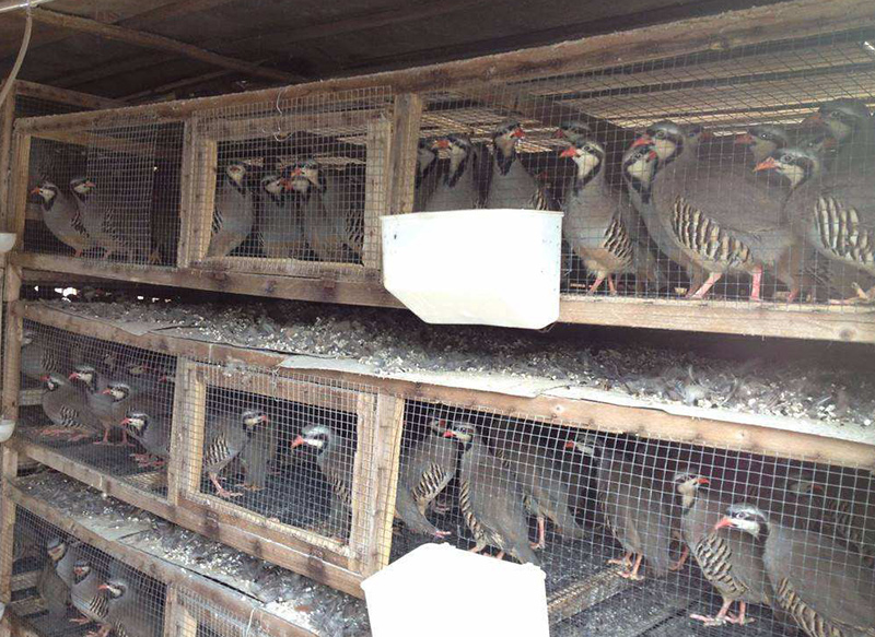 鹧鸪养殖