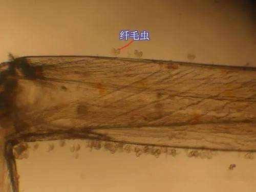 对虾纤毛虫