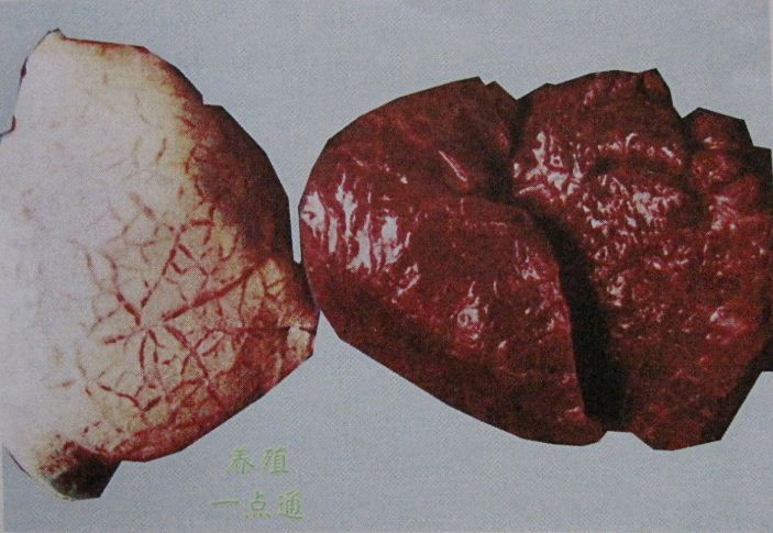 肺间质气肿与肺淤血：左肺间质气肿增宽，呈花纹状；右肺严重淤血，间质气肿，呈紫红色。