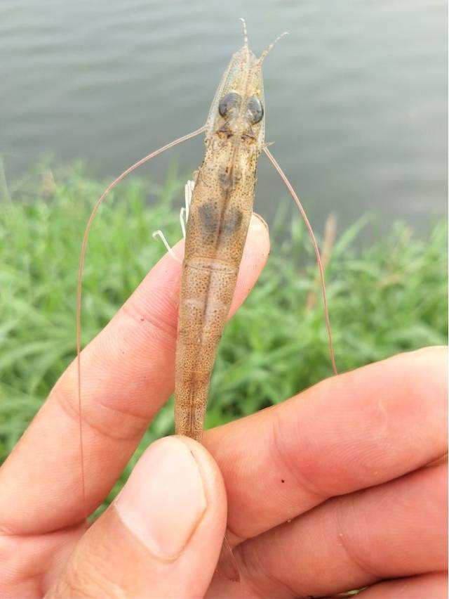 对虾空肠空胃