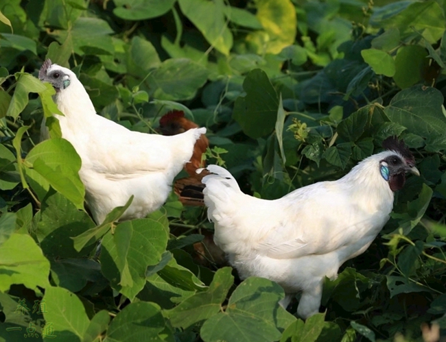 郧阳白羽乌骨鸡