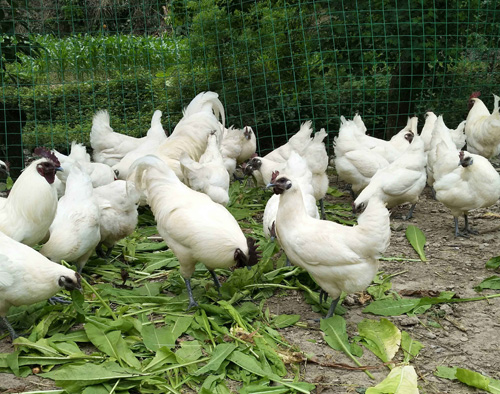 郧阳白羽乌骨鸡