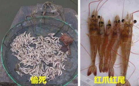 对虾弧菌发病机理和防控，消毒、改底、调水、控料