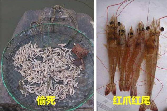 南美白对虾偷死